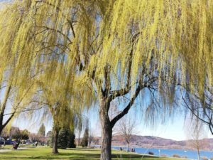 Bodman und Ludwigshafen am Bodensee (1)